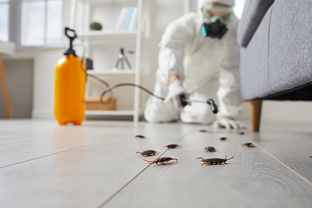 Commercial Rodent Management in Pembroke